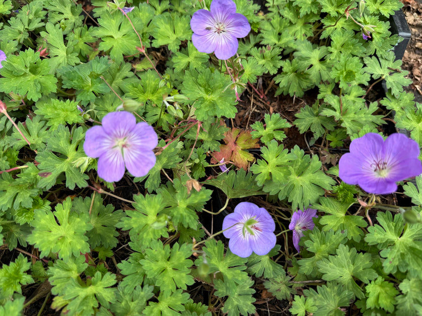 Biologisch Ooievaarsbek - Geranium 'Azure Rush'