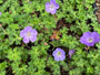 Biologisch Ooievaarsbek - Geranium 'Azure Rush'