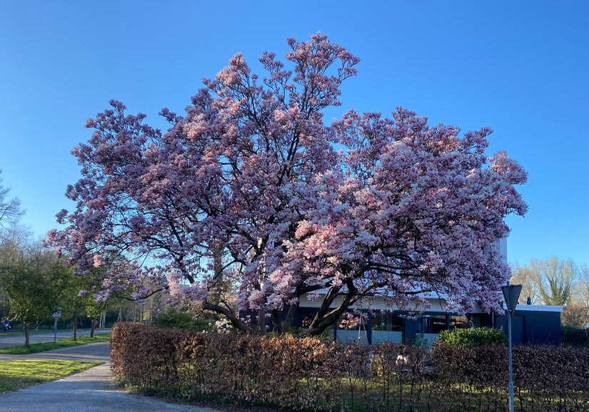 Gewone magnolia - Magnolia x soulangeana