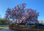 Gewone magnolia - Magnolia x soulangeana