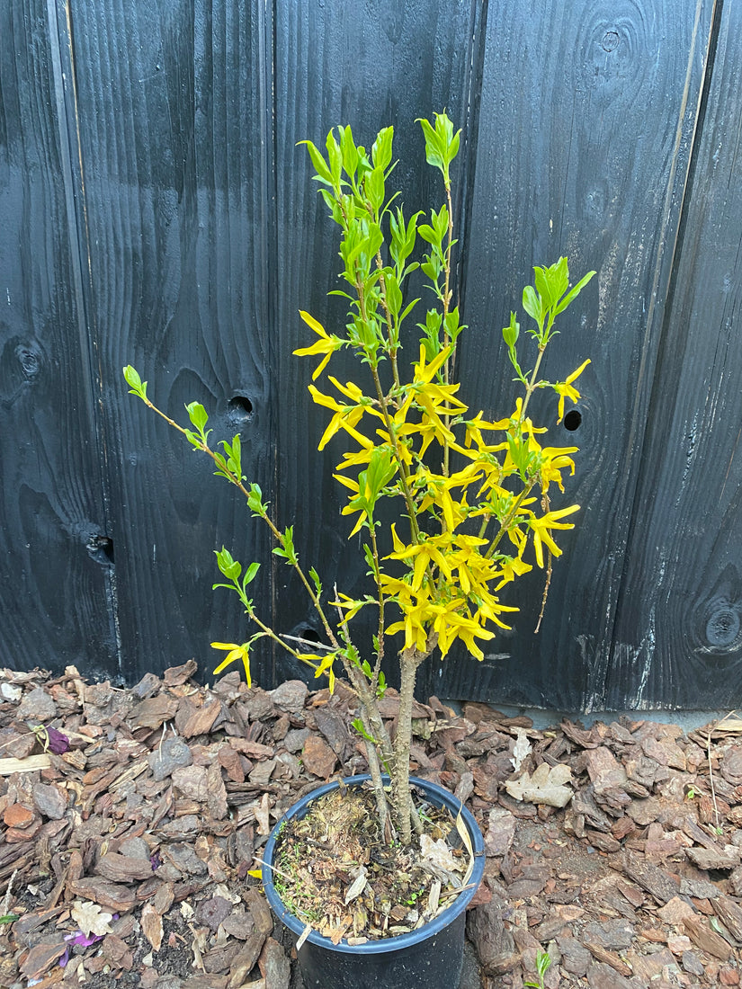 Chinees klokje - Forsythia x intermedia 'Spectabilis'