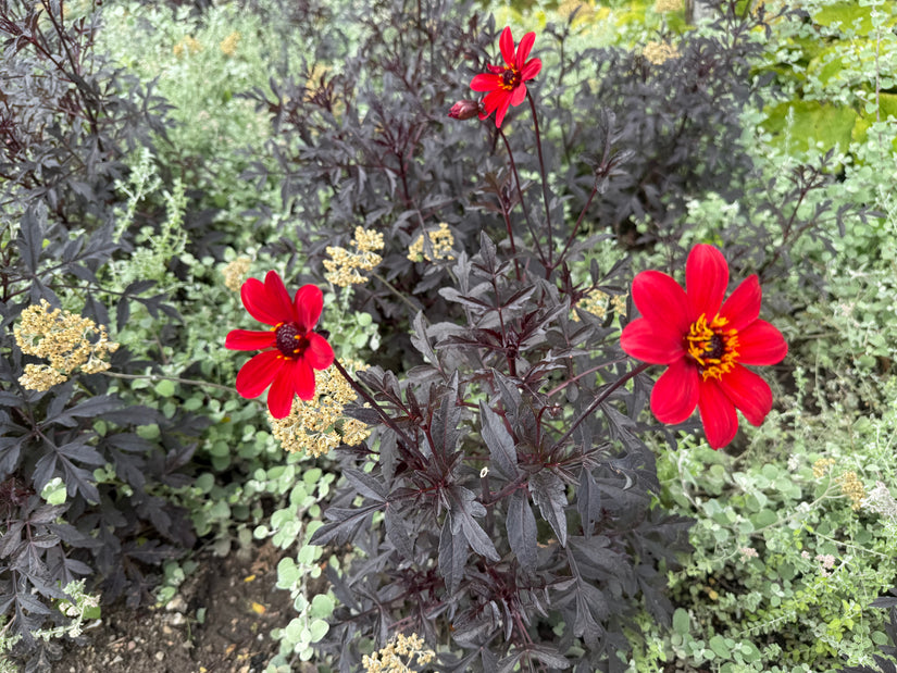 Dahlia - Dahlia 'Bishop of Llandaff'