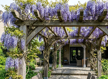Blauweregen - Wisteria macrostachya Blue Moon