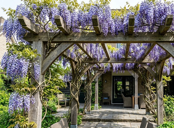 Blauweregen - Wisteria macrostachya Blue Moon