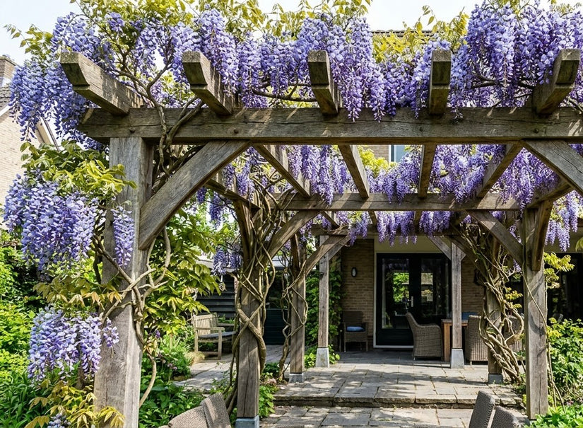 Blauweregen - Wisteria macrostachya Blue Moon