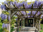 Blauweregen - Wisteria macrostachya Blue Moon