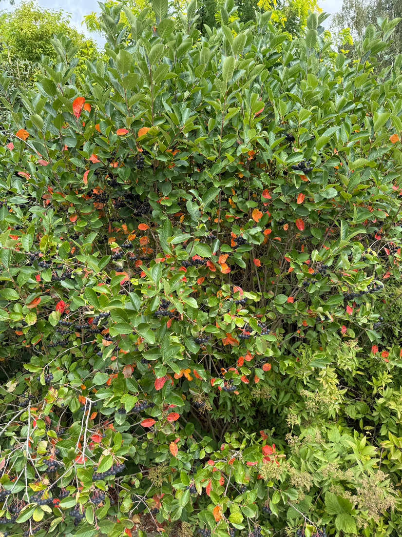 Zwarte appelbes - Aronia melanocarpa
