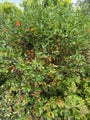 Zwarte appelbes - Aronia melanocarpa