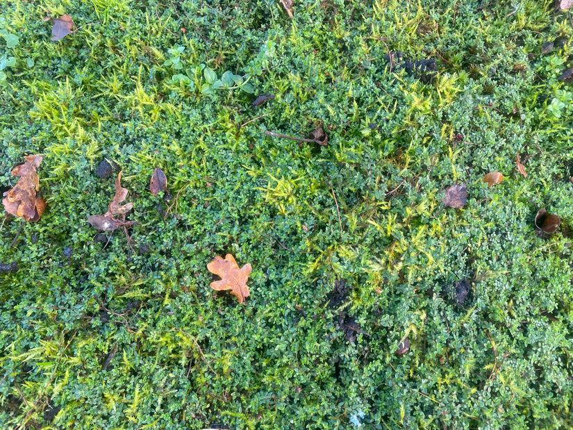 Wilde tijm - Thymus serpyllum var. albus