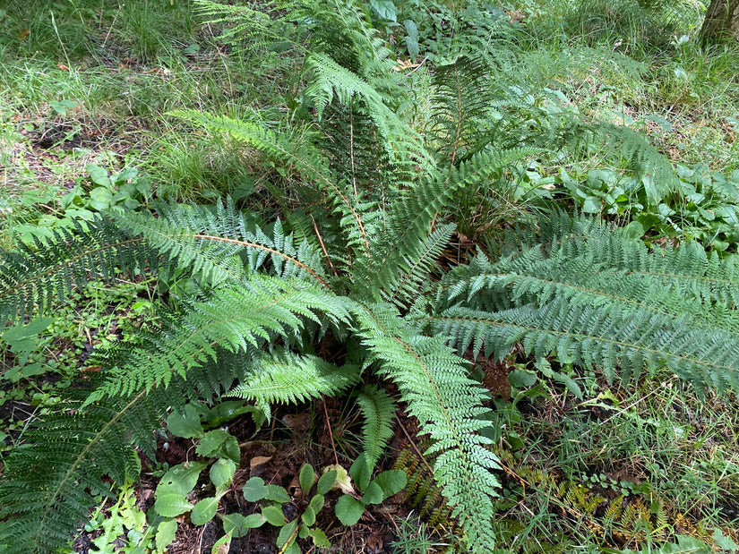 Zachte naaldvaren - Polystichum setiferum