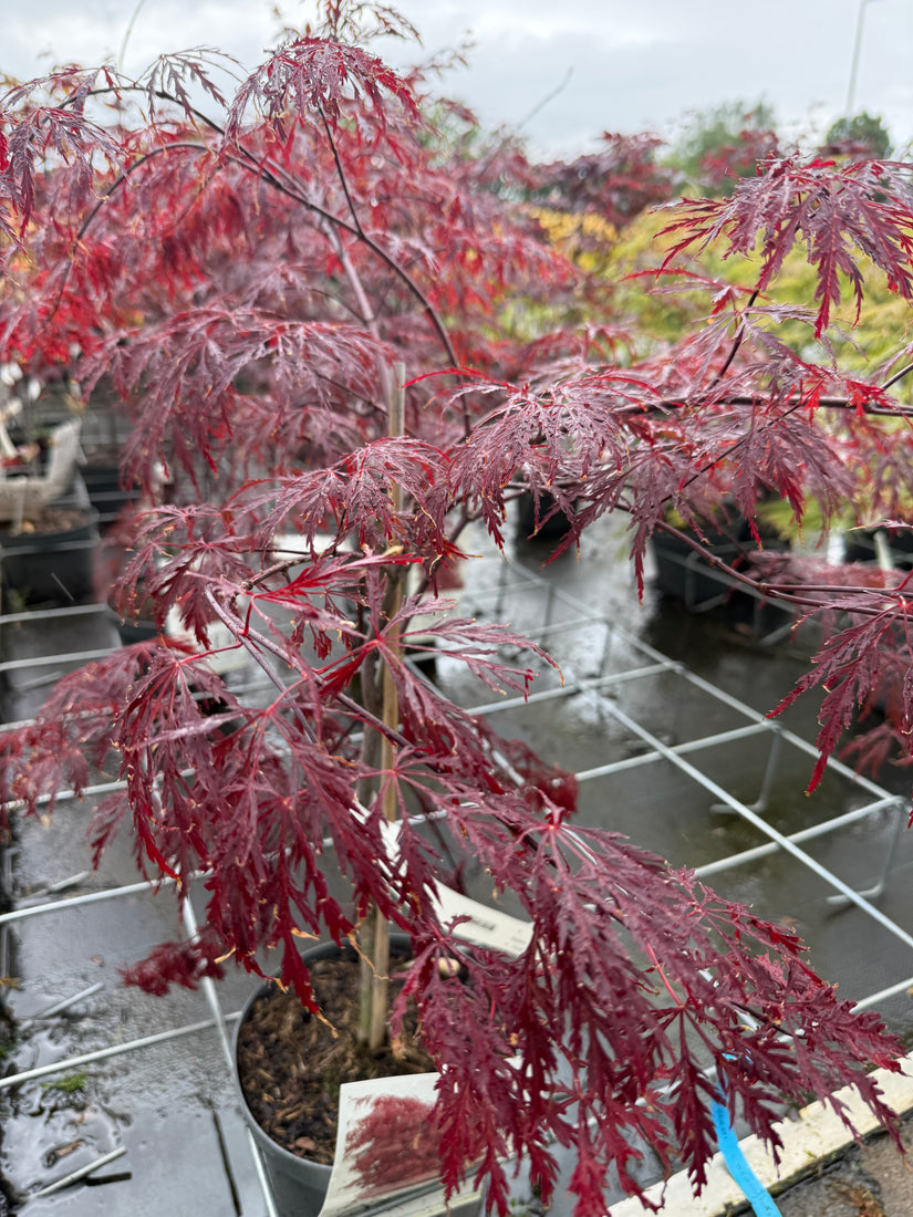 Japanse Esdoorn - Acer palmatum 'Dissectum Garnet'