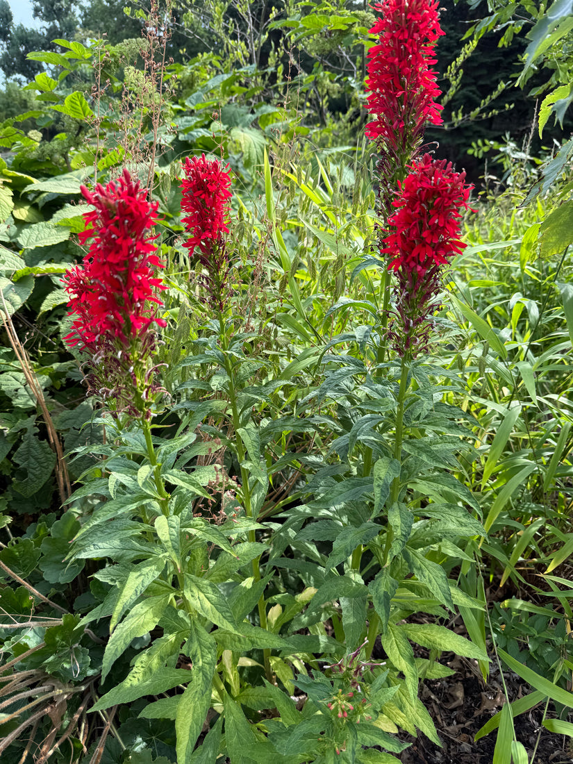 Scharlaken Lobelia (rood) - Lobelia cardinalis