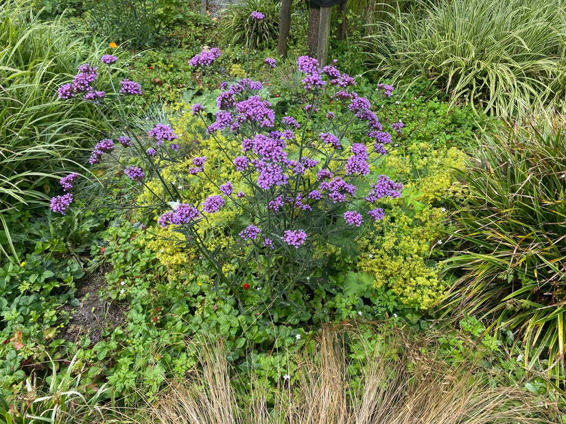 Biologisch IJzerhard (Lage soort 60 cm) - Verbena bonariensis 'Lollipop'