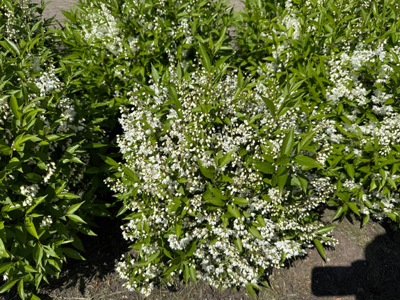 Slanke Deutzia - Deutzia gracilis