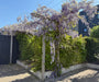 Blauwe regen - Wisteria (sinensis) 'Prolific'