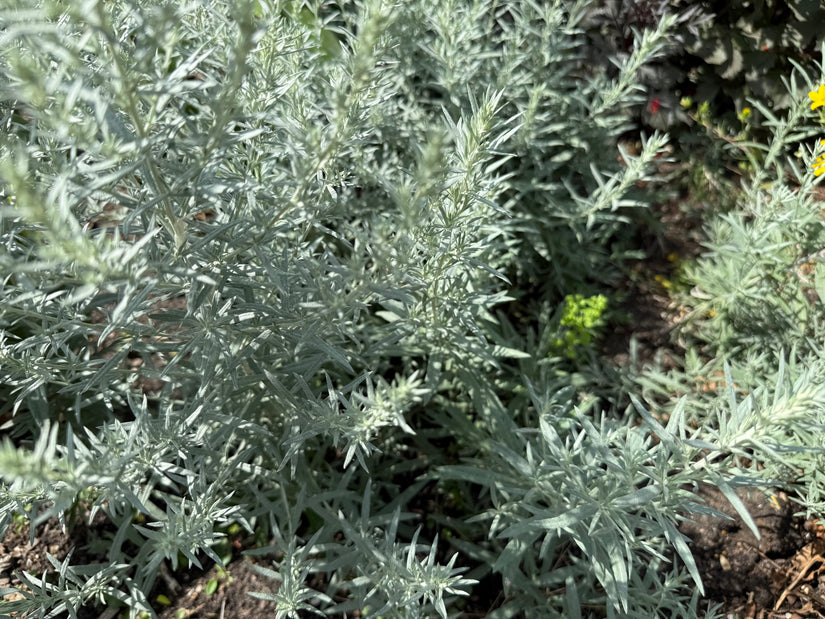 Westerse bijvoet - Artemisia ludoviciana 'Silver Queen'