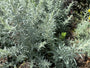 Westerse bijvoet - Artemisia ludoviciana 'Silver Queen'