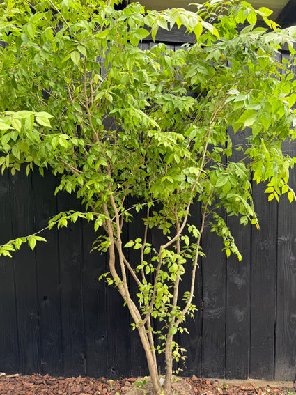 Japanse schijniep - Zelkova serrata