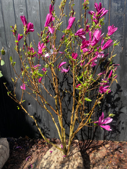 Beverboom (Roze, Struikvorm) - Magnolia 'Susan'