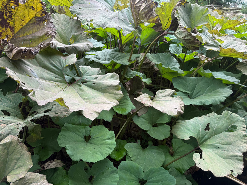 Groot hoefblad - Petasites hybridus