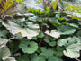 Groot hoefblad - Petasites hybridus
