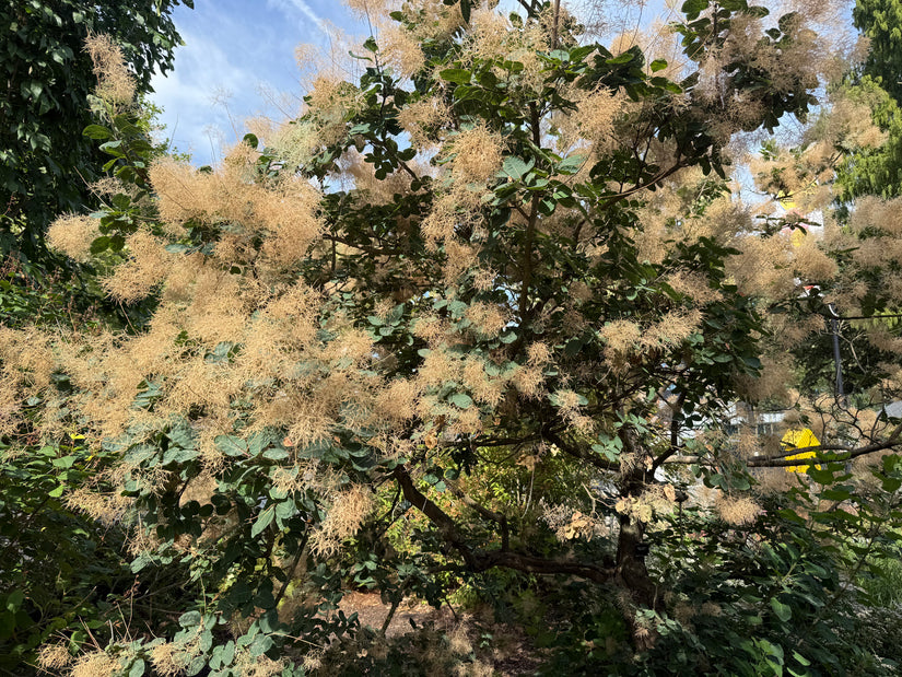 Pruikenboom (Groene soort) - Cotinus coggygria