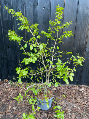 150-175 cm, C15