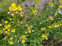 Middelste teunisbloem - Oenothera biennis