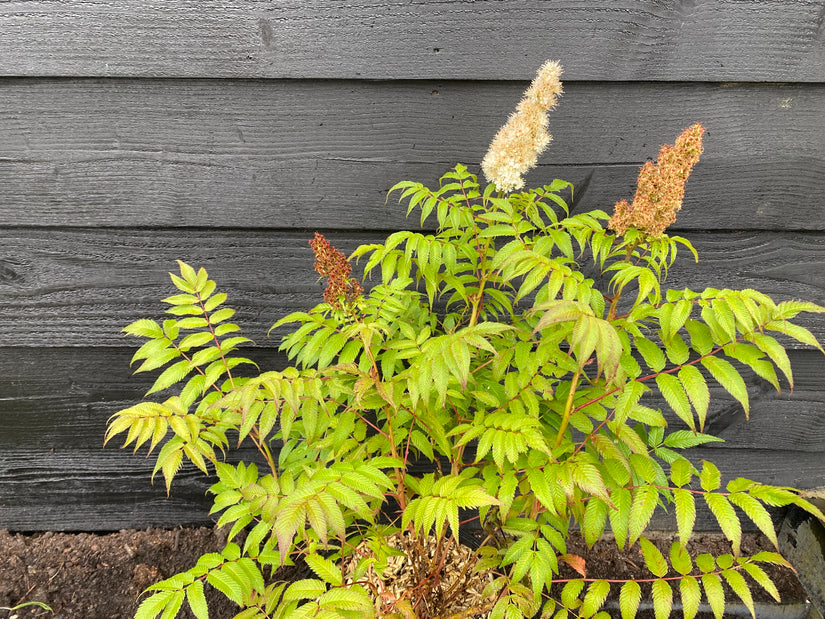 Wilde Lijsterbes - Sorbus aucuparia (Gewone Lijsterbes)