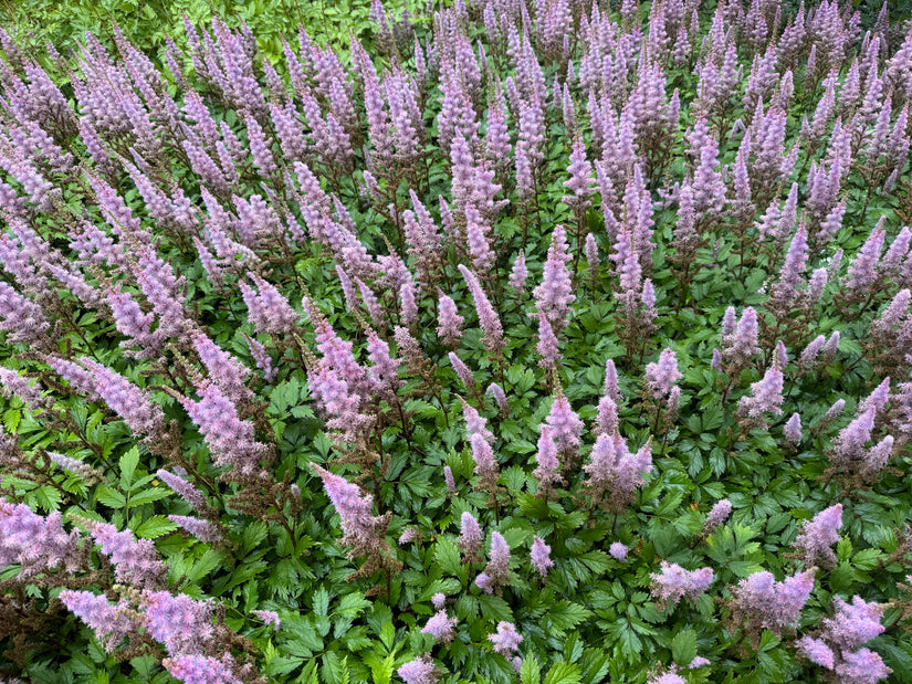 Pluimspirea (Roze / Paars) - Astilbe chinensis 'Pumila'
