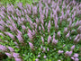 Pluimspirea (Roze / Paars) - Astilbe chinensis 'Pumila'