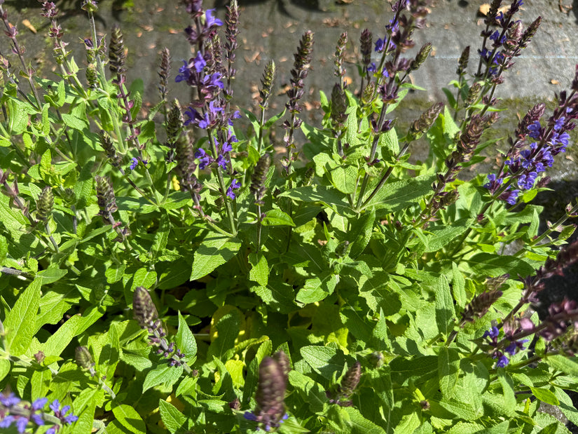 Salie - Salvia nemerosa 'Blaukönigin'
