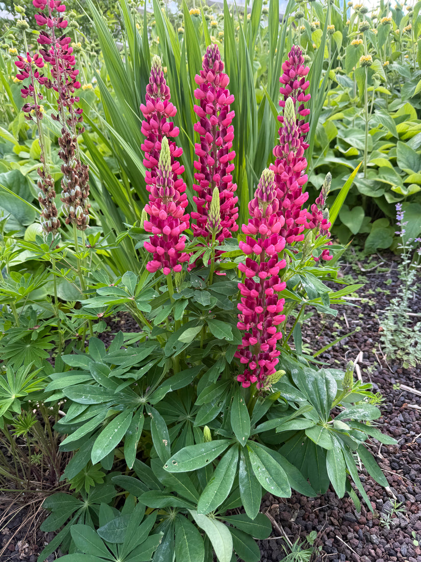 Lupine (Roze) - Lupinus 'Gallery Pink'