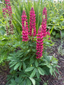Lupine (Roze) - Lupinus 'Gallery Pink'