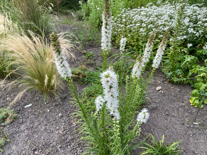 Knopige slangenwortel / Lampenpoetser - Liatris spicata 'Alba'