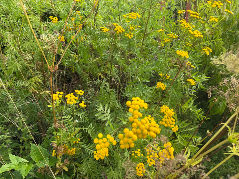 Boerenwormkruid - Tanacetum vulgare