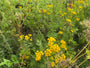 Boerenwormkruid - Tanacetum vulgare