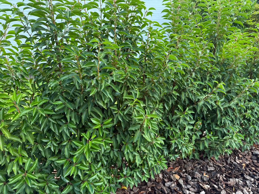 Portugese laurier - Prunus Lusitanica 'Angustifolia'