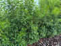 Portugese laurier - Prunus Lusitanica 'Angustifolia'