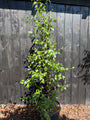 Berk - Betula Utilis 'Doorenbos'