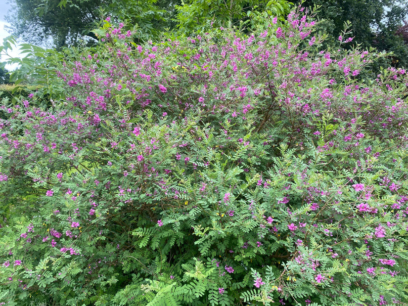 Indigoplant - Indigofera heterantha