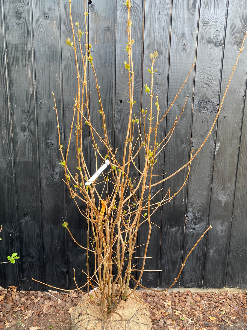 Hartige wijnstruik / Specerijstruik - Calycanthus 'Hartlage Wine'