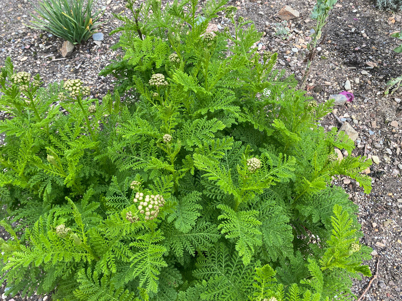 Biologisch Boerenwormkruid - Tanacetum vulgare