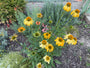 Zonnehoed (Geel) - Echinacea 'Lakota Yellow'
