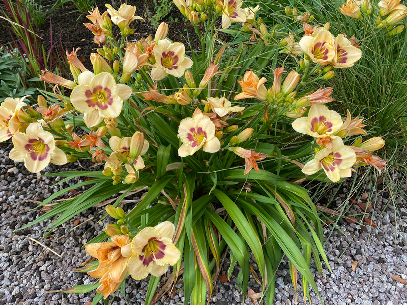 Daglelie - Hemerocallis 'Bonanza'