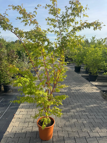 Japanse Esdoorn - Acer palmatum 'Sangokaku'