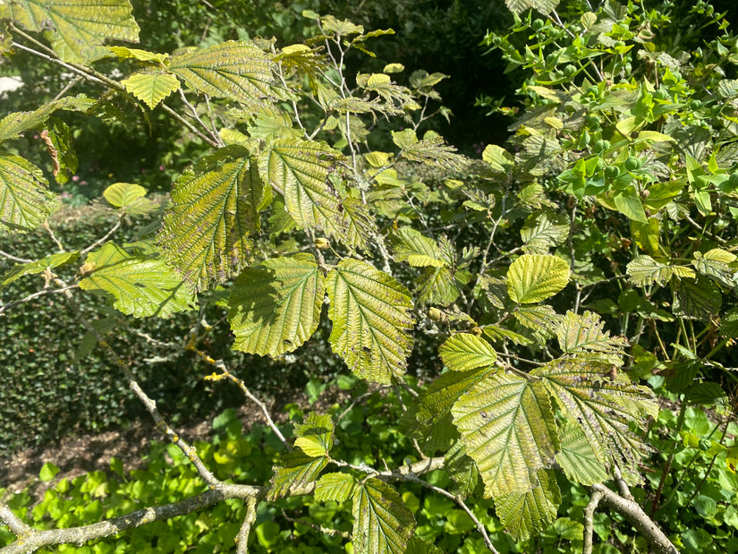 Toverhazelaar - Hamamelis x intermedia 'Diane'