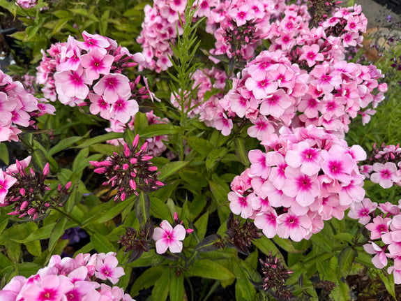Flox (Vlambloem Hoogte 80 cm Wit/roze) - Phlox 'Bright Eyes'