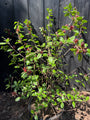 Specerijstruik - Calycanthus floridus