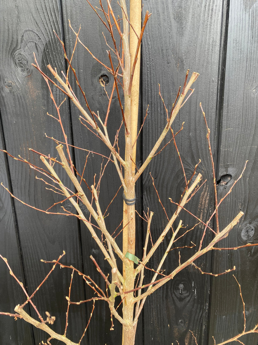 Japanse Storaxboom - Styrax japonicus 'Snowcone'